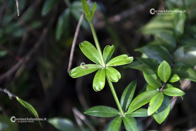 Flora e vegetazione del Salento: Robbia selvatica - Corriere Salentino