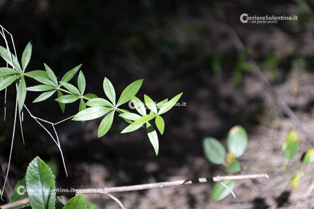 Flora e vegetazione del Salento: Robbia selvatica - Corriere Salentino