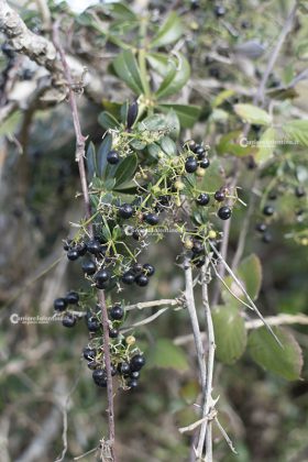 Flora e vegetazione del Salento: Robbia selvatica - Corriere Salentino