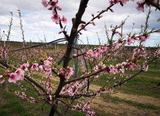 Cresce il numero degli alberi in Puglia, ancora pochi per contrastare l’inquinamento e gli eventi estremi