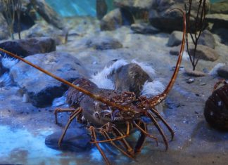 Nei mari del Salento: l’aragosta