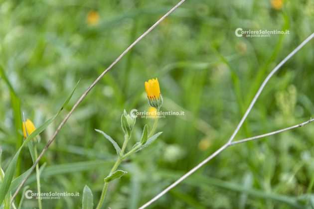 Flora e vegetazione del Salento: La Calendula - Corriere Salentino