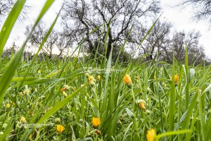Flora e vegetazione del Salento: La Calendula - Corriere Salentino