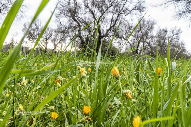 Flora e vegetazione del Salento: La Calendula - Corriere Salentino