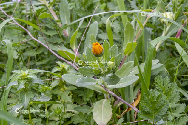Flora e vegetazione del Salento: La Calendula - Corriere Salentino