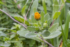 Flora e vegetazione del Salento: La Calendula - Corriere Salentino