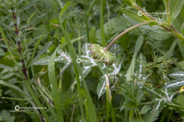 Flora e vegetazione del Salento: La Calendula - Corriere Salentino