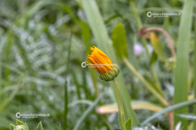 Flora e vegetazione del Salento: La Calendula - Corriere Salentino