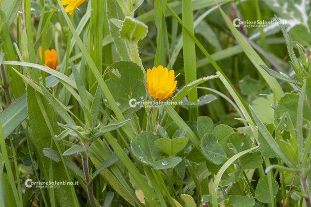 Flora e vegetazione del Salento: La Calendula - Corriere Salentino