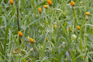 Flora e vegetazione del Salento: La Calendula - Corriere Salentino