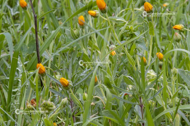 Flora e vegetazione del Salento: La Calendula - Corriere Salentino