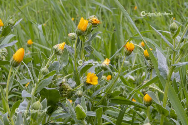 Flora e vegetazione del Salento: La Calendula - Corriere Salentino