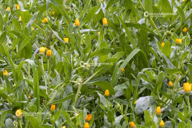 Flora e vegetazione del Salento: La Calendula - Corriere Salentino