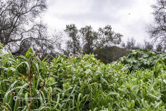 Flora e vegetazione del Salento: La Calendula - Corriere Salentino