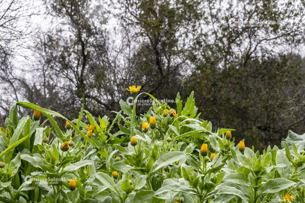 Flora e vegetazione del Salento: La Calendula - Corriere Salentino