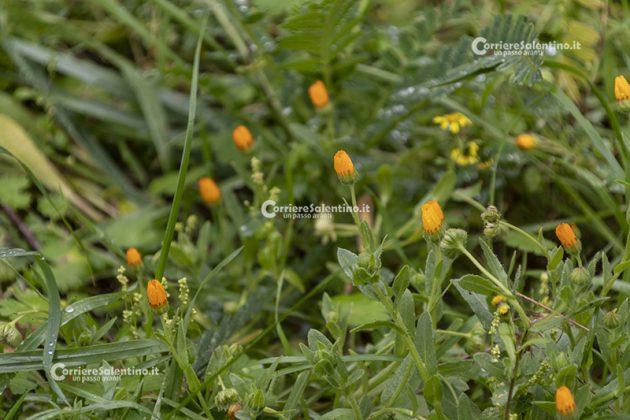 Flora e vegetazione del Salento: La Calendula - Corriere Salentino