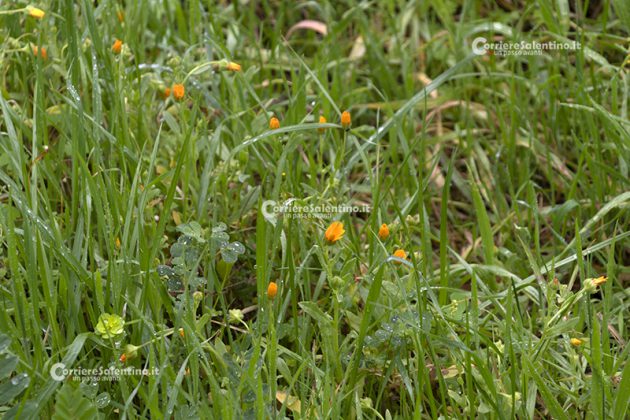 Flora e vegetazione del Salento: La Calendula - Corriere Salentino