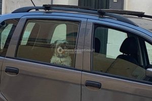 Covid, 823 casi: 70 nel leccese. La storia di Leopoldo che attende il padrone ricoverato al DEA - Corriere Salentino