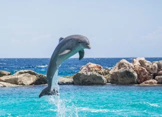 Nei mari del Salento: il delfino