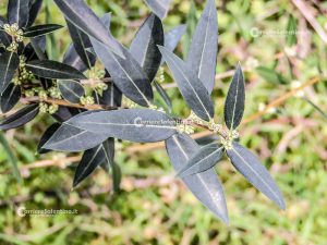 Flora e vegetazione del Salento: Ilatro sottile; Fillirea a foglie strette - Corriere Salentino