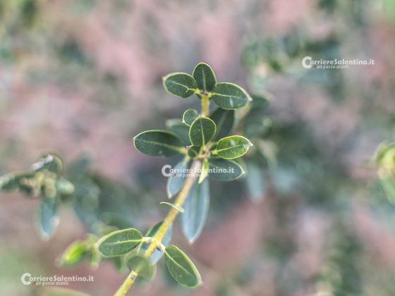 Flora e vegetazione del Salento: Ilatro sottile; Fillirea a foglie strette - Corriere Salentino