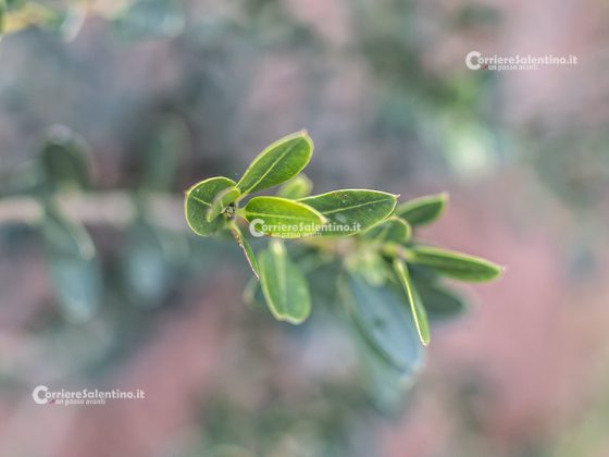 Flora e vegetazione del Salento: Ilatro sottile; Fillirea a foglie strette - Corriere Salentino