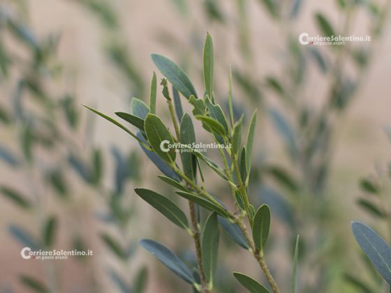 Flora e vegetazione del Salento: Ilatro sottile; Fillirea a foglie strette - Corriere Salentino