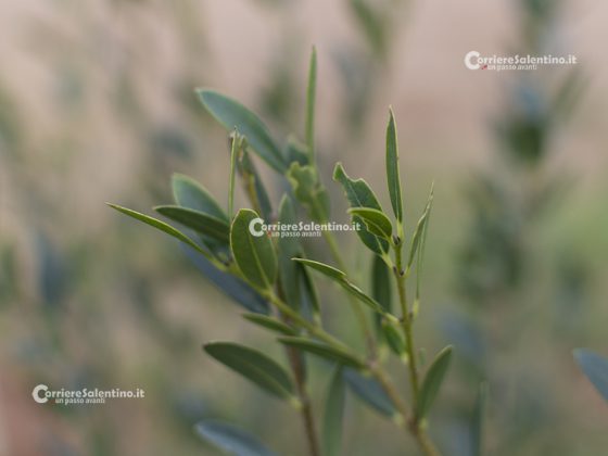 Flora e vegetazione del Salento: Ilatro sottile; Fillirea a foglie strette - Corriere Salentino