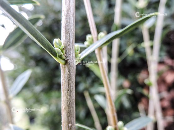 Flora e vegetazione del Salento: Ilatro sottile; Fillirea a foglie strette - Corriere Salentino