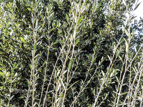 Flora e vegetazione del Salento: Ilatro sottile; Fillirea a foglie strette - Corriere Salentino