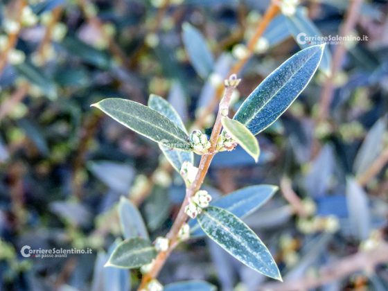 Flora e vegetazione del Salento: Ilatro sottile; Fillirea a foglie strette - Corriere Salentino