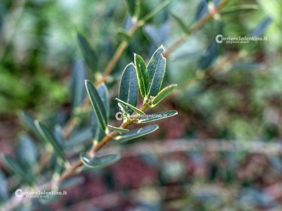 Flora e vegetazione del Salento: Ilatro sottile; Fillirea a foglie strette - Corriere Salentino