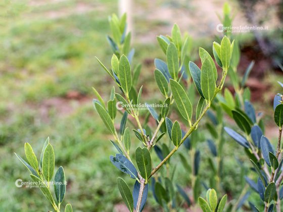 Flora e vegetazione del Salento: Ilatro sottile; Fillirea a foglie strette - Corriere Salentino