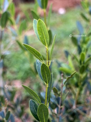 Flora e vegetazione del Salento: Ilatro sottile; Fillirea a foglie strette - Corriere Salentino