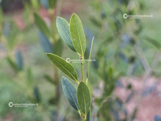 Flora e vegetazione del Salento: Ilatro sottile; Fillirea a foglie strette - Corriere Salentino