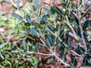 Flora e vegetazione del Salento: Ilatro sottile; Fillirea a foglie strette - Corriere Salentino