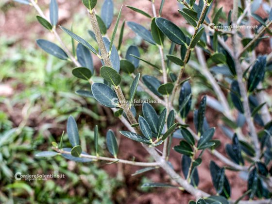 Flora e vegetazione del Salento: Ilatro sottile; Fillirea a foglie strette - Corriere Salentino