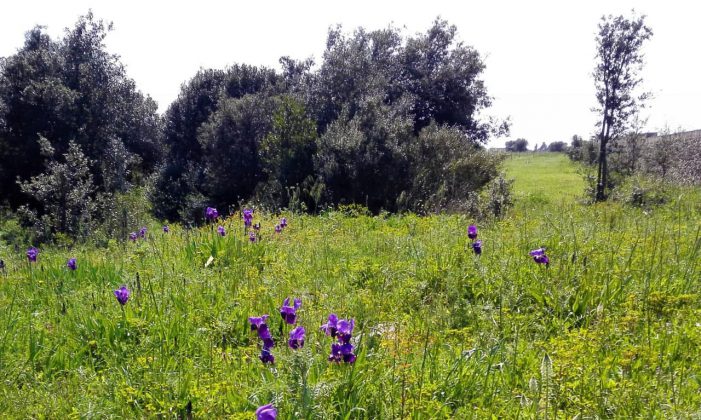 Forestazione urbana: un nuovo bosco tra Lecce e San Cataldo grazie al protocollo tra Lecce ed Arbolia - Corriere Salentino