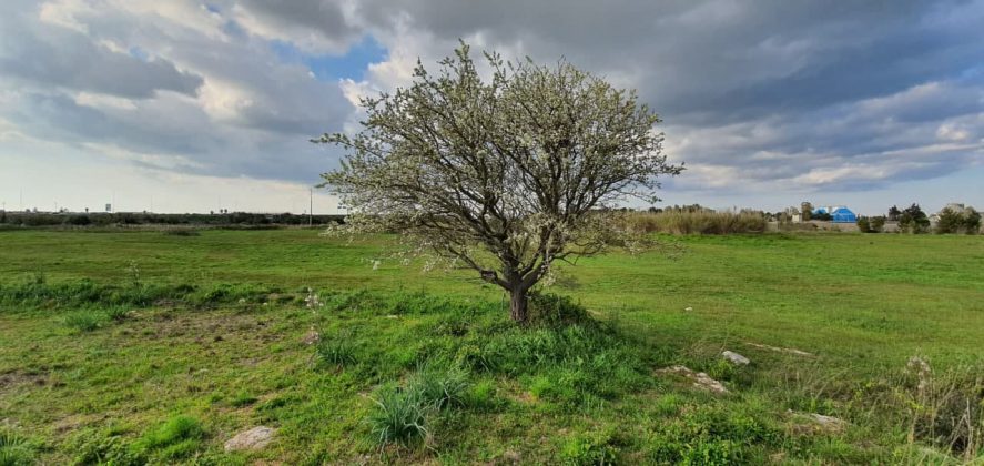 Forestazione urbana: un nuovo bosco tra Lecce e San Cataldo grazie al protocollo tra Lecce ed Arbolia - Corriere Salentino