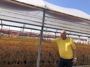 L’agricoltura salentina che è andata oltre gli ulivi conquistando il mondo con il melograno e i frutti tropicali: il successo di Cairo & Doutcher - Corriere Salentino