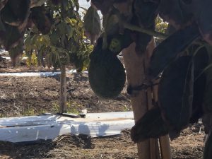 L’agricoltura salentina che è andata oltre gli ulivi conquistando il mondo con il melograno e i frutti tropicali: il successo di Cairo & Doutcher - Corriere Salentino