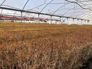 L’agricoltura salentina che è andata oltre gli ulivi conquistando il mondo con il melograno e i frutti tropicali: il successo di Cairo & Doutcher - Corriere Salentino