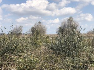 L’agricoltura salentina che è andata oltre gli ulivi conquistando il mondo con il melograno e i frutti tropicali: il successo di Cairo & Doutcher - Corriere Salentino