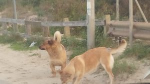 Baia Verde, la denuncia dei residenti: "I randagi aggrediscono cani e cittadini: denunce ignorate" - Corriere Salentino