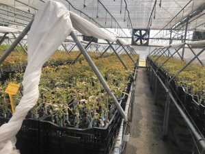 L’agricoltura salentina che è andata oltre gli ulivi conquistando il mondo con il melograno e i frutti tropicali: il successo di Cairo & Doutcher - Corriere Salentino