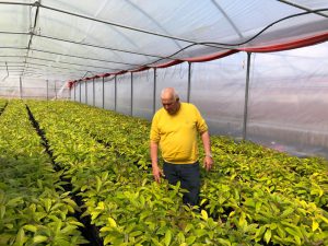 L’agricoltura salentina che è andata oltre gli ulivi conquistando il mondo con il melograno e i frutti tropicali: il successo di Cairo & Doutcher - Corriere Salentino