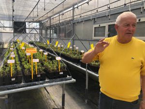 L’agricoltura salentina che è andata oltre gli ulivi conquistando il mondo con il melograno e i frutti tropicali: il successo di Cairo & Doutcher - Corriere Salentino