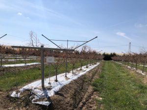 L’agricoltura salentina che è andata oltre gli ulivi conquistando il mondo con il melograno e i frutti tropicali: il successo di Cairo & Doutcher - Corriere Salentino