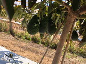 L’agricoltura salentina che è andata oltre gli ulivi conquistando il mondo con il melograno e i frutti tropicali: il successo di Cairo & Doutcher - Corriere Salentino