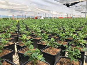 L’agricoltura salentina che è andata oltre gli ulivi conquistando il mondo con il melograno e i frutti tropicali: il successo di Cairo & Doutcher - Corriere Salentino